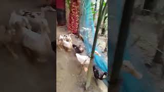 Untitled video