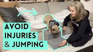 Injury-Free Training: Prevent Your Dog From Jumping Off Furniture