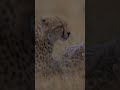 Lion stalks nearby Cheetah family!
