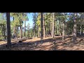 elk running through the woods