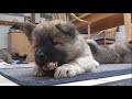 B-Wurf 2017 Eurasier von der Salzstadt