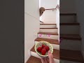 ぱちゃにいちご🍓 #ゴールデンレトリバー #元気になる動画 #元気お届け #可愛い #大型犬のいる生活