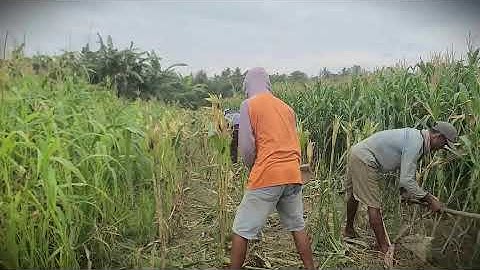 Soil Clearing: Removing Corn Residue for Replanting _FarmersLife _Shorts