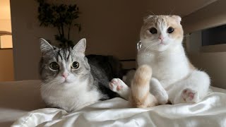 高熱で寝込んでる飼い主が心配な猫たちが枕元で一晩中こうなってました…