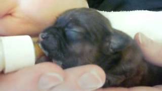 Bottle feeding 3 day old cute puppies