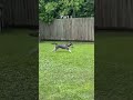 Husky playing in the yard, runs back and forth between trampoline and water puddle.