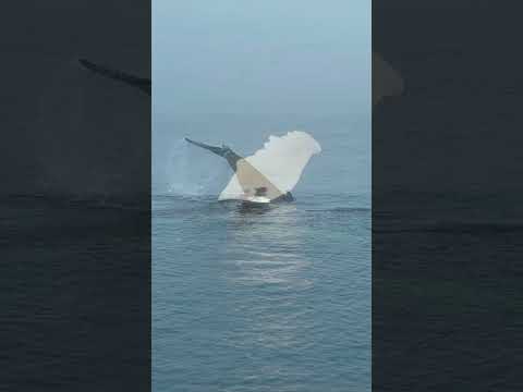 Vidéo: Observation des baleines dans le Maine