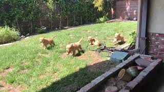 Golden Retriever Puppies by CutePuppiesVideos 59 views 1 year ago 6 seconds