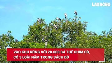 Vào khu rừng với 20.000 cá thể chim cò, có 3 loài nằm trong sách đỏ| Báo Lao Động