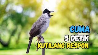 Hitungan Detik Kutilang Auto Respon Bunyi Gacor