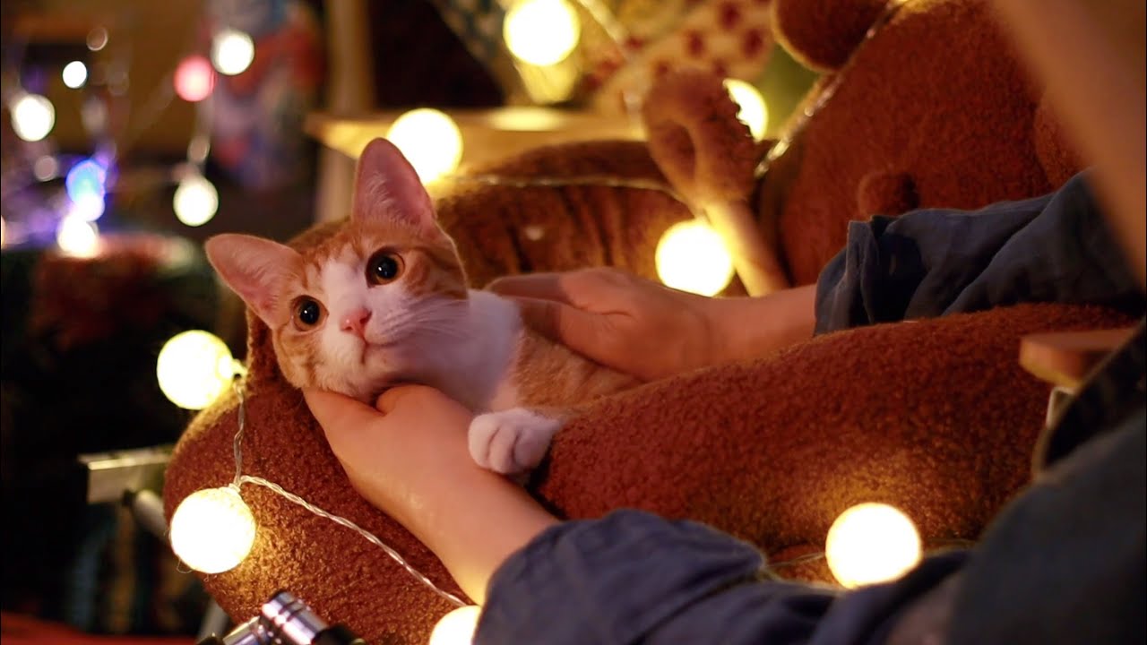 캠핑장에 찾아온 치즈고양이 asmr(1시간, 골골송, 장작소리, 빗소리, 풀벌레)