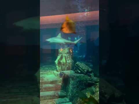 📍Atlantis,The palm,Dubai| Dubai trip #uae #atlantis #trip #fishes #hotel # shorts