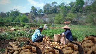 Ternyata ubi manis bisa jadi lauk nasi | Panen Ubi Cilembu | Hidup di Desa