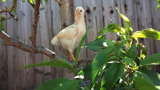 19 day old chicks in a tree and eating watermelon