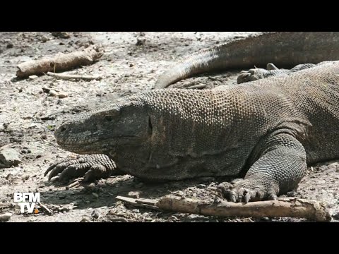 Vidéo: Où Voir Des Dragons De Komodo Dans Le Parc National De Komodo, Indonésie