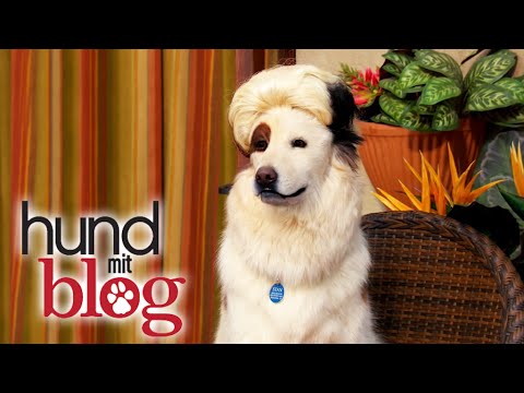 Hund Mit Blog Darsteller Hund Mit Blog Darsteller