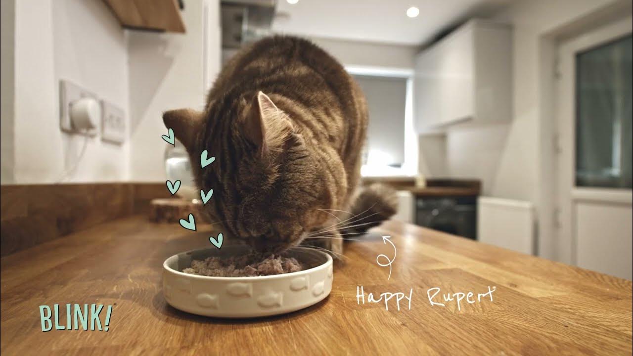 That's Why Rupert Loves Blink Cat Food Subscription Try Blink Cat
