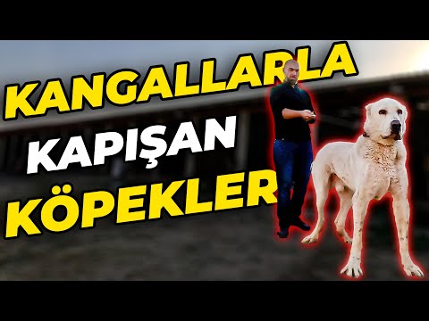 AZERBAYCAN'IN 1 METREDEN YÜKSEK KÖPEKLERİ! (Volkodav - Kurt Basan Köpekler)