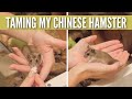 Taming my chinese hamster