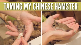 Taming My Chinese Hamster