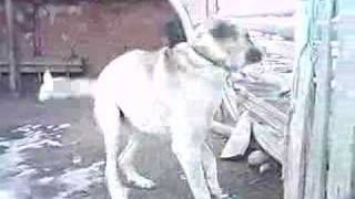 Ismail Amcanın Kangalları