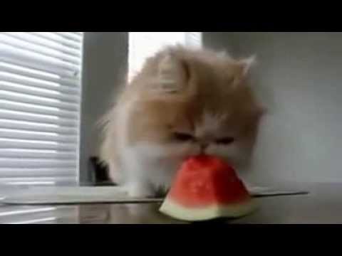 Karpuz Yiyen Kedi Komedilik :)