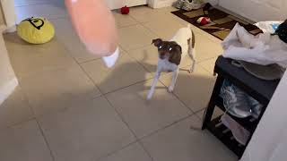 Pets Mascotas Cats & Dogs I Funny & Lovely videos by PETS MASCOTAS CATS & DOGS 21 views 6 months ago 43 seconds
