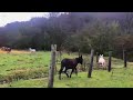 video clip oficial.El burro de cinco patas.Zeferino Ayala. (El jilguero de Michoacán)