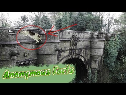 მისტიკური ხიდი რომელზეც ძაღლები თავს იკლავენ