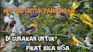 Suara pikat semua jenis burung paling populer ❗ MP3 burung kecil ribut 