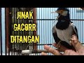 JALAK SUREN JINAK GACOR DITANGAN