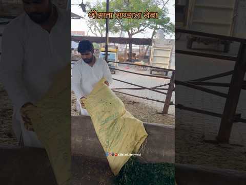 वृंदावन में एकादशी पर 300+ गौ माता का विशेष भंडारा सेवा #sewa #cow #2026 #gaumata
