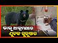 ଭାଲୁ ଆକ୍ରମଣରେ ଯୁବକ ଗୁରୁତ୍ତର || SAMBALPUR NEWS
