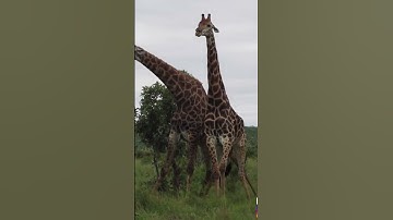 BẠN CÓ TÒ MÒ VỀ CÁCH HƯƠU CAO CỔ UỐNG NƯỚC KHÔNG? #funny #giaitri #huoucaoco #xuhuong #chimotphut