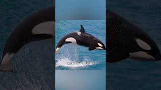 This is why the Orca is the apex predator 🐳🐋