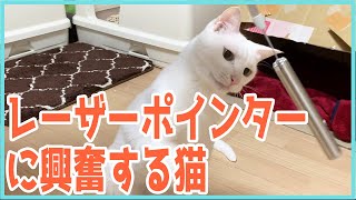 【猫のおもちゃレビュー】ネコ達とレーザーポインターで遊んでみた