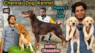 Chennai Dog's Kennelஇவன் ஒருத்தன் போதும் வீட்டுக்குPuppy For Sale Doberman,Labrador,beagle |4K