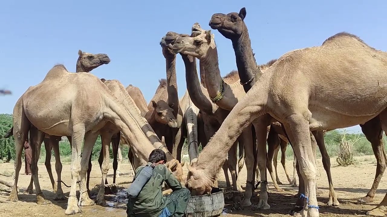 Camel's drinking water in Tharparkar