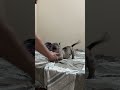 Bully #americanbully #love #shortvideo