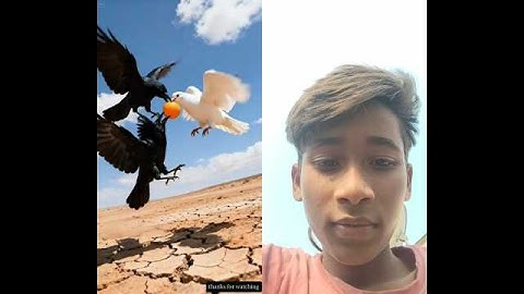 Zebra watered an orange tree and saved it from drying up.😭#ai​ #tree​ #save​ #zebra​