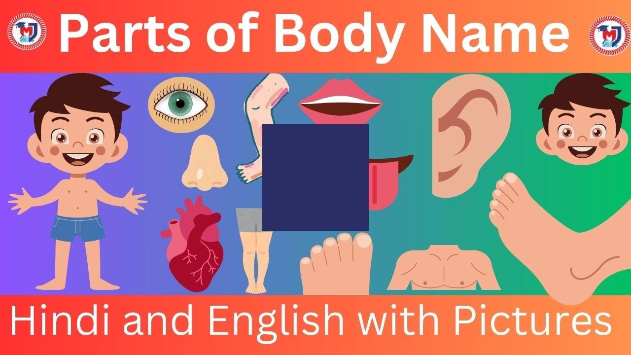 Parts Of Body Name Hindi And English With Pictures Meritjunction kids parts-of-body-name-hindi-and-english-with-pictures-meritjunction-kids