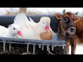 Everything's FROZEN (keeping our exotic animals alive!)