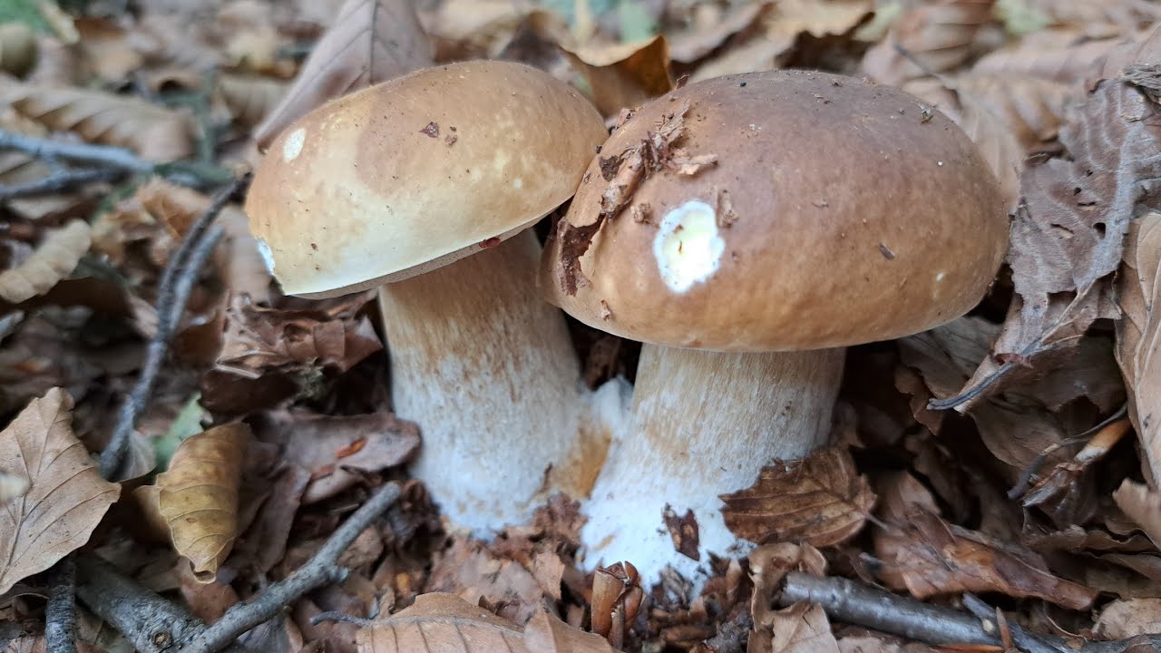 Funghi Porcini 2022 Porcini Incredibile seconda parte YouTube
