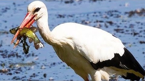 white storks shocking Facts| are white stork are dangerous| White storks