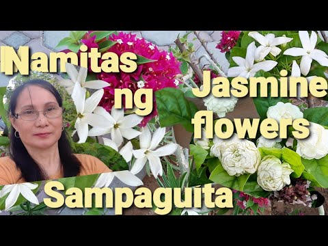 Video: Namumulaklak ba ang puno ng sampaguita?