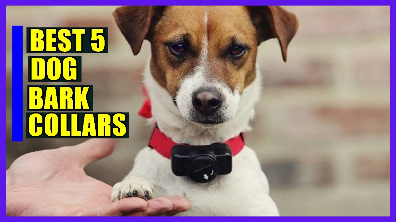 Top 5 Best Dog Bark Collars YouTube