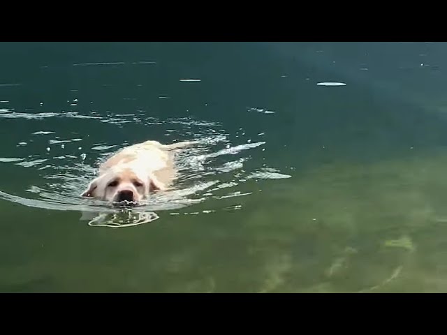 why is my puppy obsessed with water