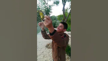 صيد طائر الصفير الصياد السيناوي الصيد 