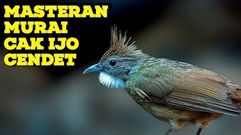 #1🔴 KAPAS TEMBAK GACOR JERNIH PANJANG AMPUH UNTUK MASTERAN SEGALA JENIS BURUNG JERNIH CEPAT MASUK