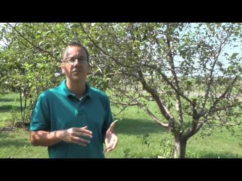 Video: Apa Penyebab Gummosis Persik: Mengendalikan Gummosis Jamur Pohon Persik